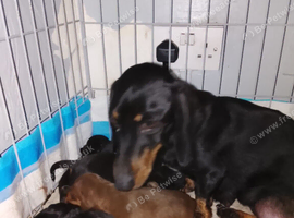 Dutch hound puppies
