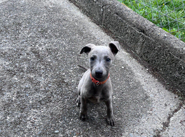 Last Whippet boy READY TO LEAVE FOR HIS NEW HOME