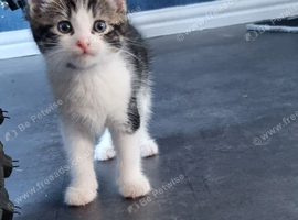 Beautiful male kitten 9 weeks old