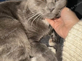 Grey British shorthair mixed