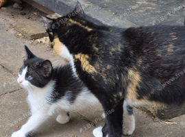 3 lovely girls kittens