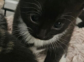 Kittens