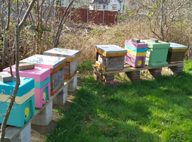 Honey bees, nucs and full size, BS National and 14x12