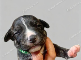 Staffordshire bull terrier READY TO LEAVE 4 boys available