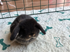 Beautiful baby mini lops