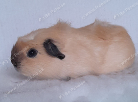 One Crested Cream Californian Female Guinea Pig.