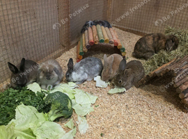 A few litters of bunnies available