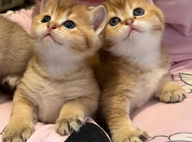 Golden British Shorthair kittens