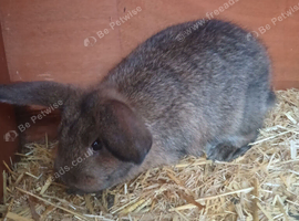 Baby bunnies