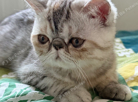 Gorgeous GCCF registered kittens from Champions parents