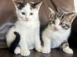 Kittens available ready to go now