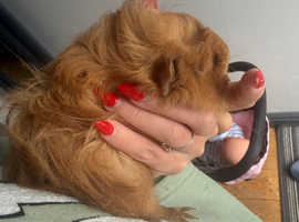 2x male guinea pigs