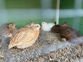 3 x male quails