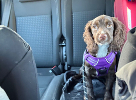 Wanted chocolate cocker spaniel