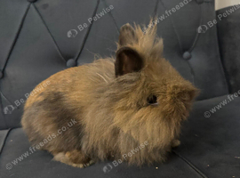 Toffee female rabbit