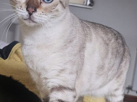 Snow bengal Lynx boy (blue eyes)