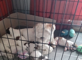 Pedigree Lhasa also puppies