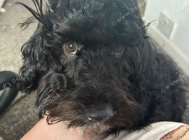 8 month old black sproodle