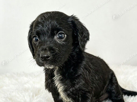 Cocker x lab puppies