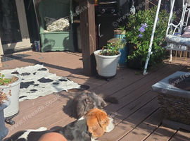 Beagle 18 months