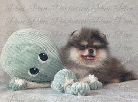 Teddy Bear Pomeranian Puppies