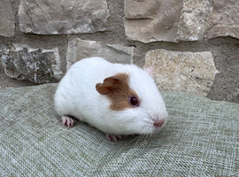 Baby boar