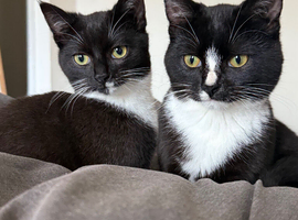 Arlo and polo