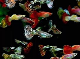 X5 Mixed Male Guppies Tropical Fish
