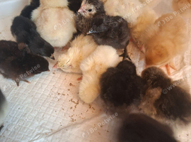Day old Bantam Chicks