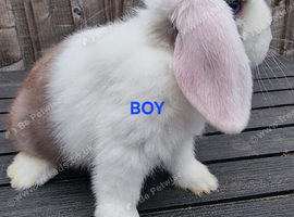 Lop buns available 27th September