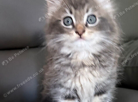 Maine Coon kitten