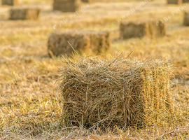 Small square hay bales