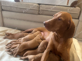 KC top lines Hungarian Vizsla Puppies