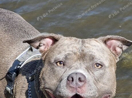 Staffordshire bull terrier