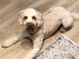 Teddy, lovely dog ready for stud, stud approved