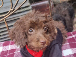 Beautiful cockapoo F1b  puppy