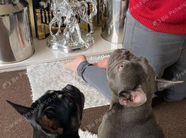 Male dog looking for his forever home