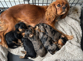 F1 Toy Cavapoos