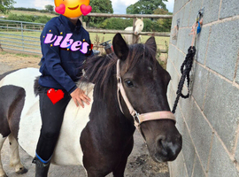 Magnus piebald Dartmoor hill pony