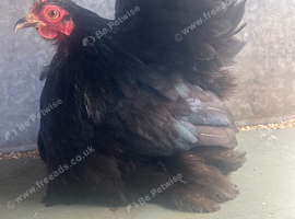 Show quality black pekin