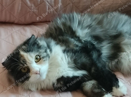 8 Month Old Female Persian x Scottish Fold
