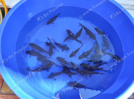 Japanese koi fish Doitsu ochiba 4-6 inch