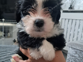 1 puppy left available