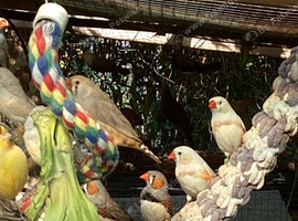 Beautiful Zebra finches for sale this year hatchlings