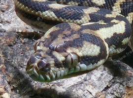 Irian Jaya Carpet Python at Birmingham Reptiles