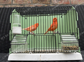 Pair of Red Factor Canaries