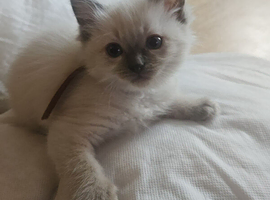 Ragdoll kittens *1 girl left*