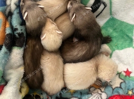 5weeks old kits. Pet only