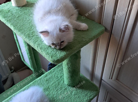 READY NOW GCCF registered Ragdoll kittens