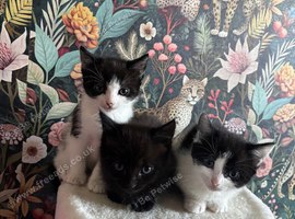 Kittens for sale